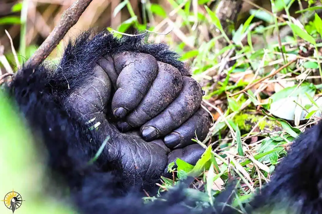 gorilla fist